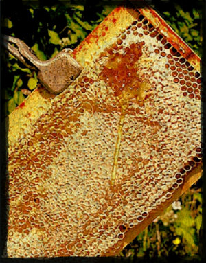 honeyframe.jpg